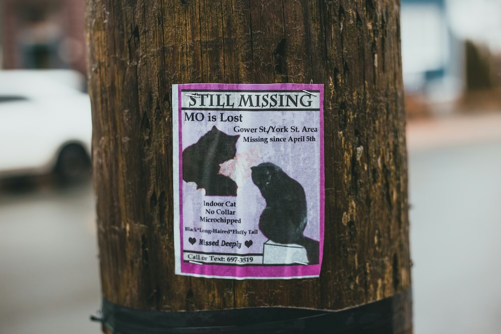 Flyer with missing pet