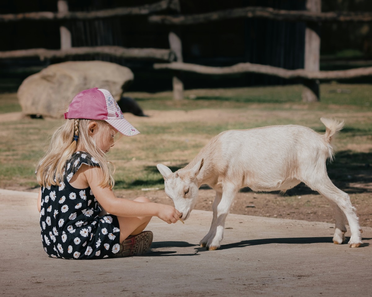 Small kid feeding the goat on the farm