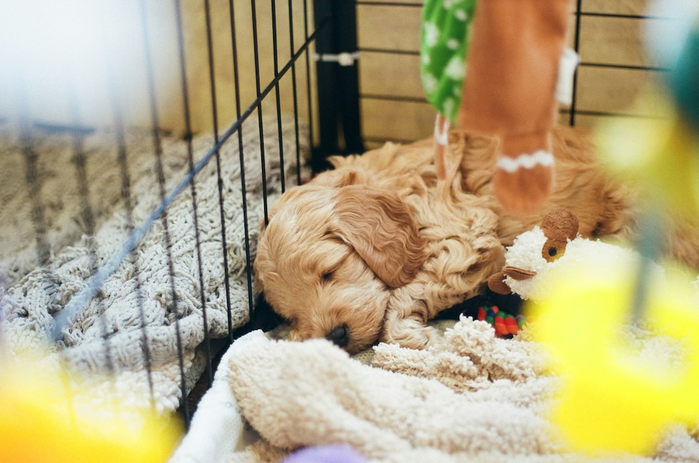 Pet adoption event with dogs and people