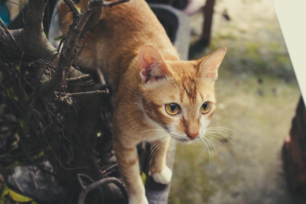 Flyer with missing pet