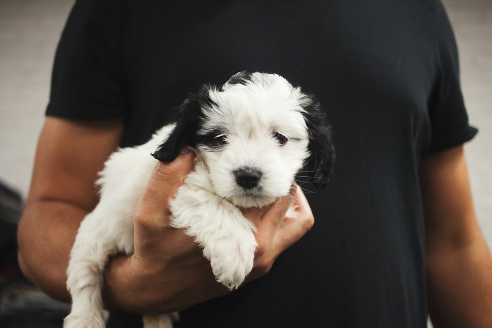 Pet adoption event