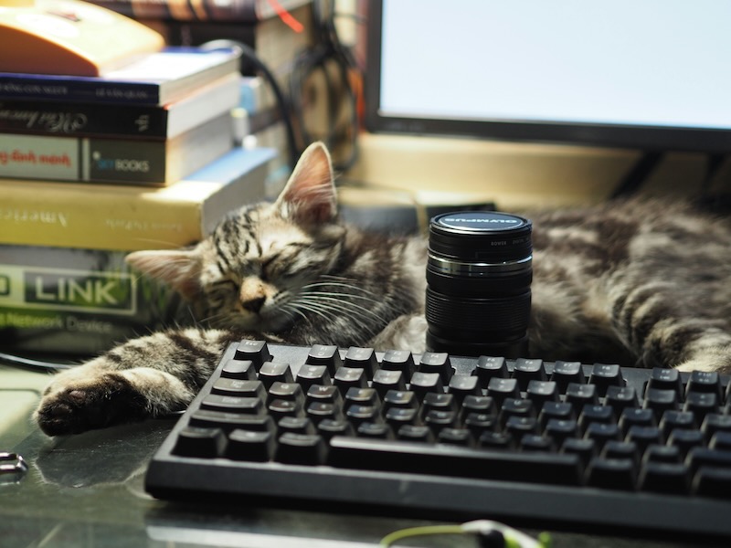 Curated resources for lost pets in Raleigh Durham Chapel Hill