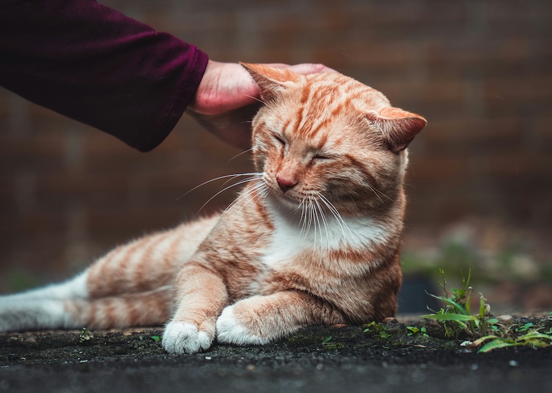 Community tips for finding lost pets in Triangle NC